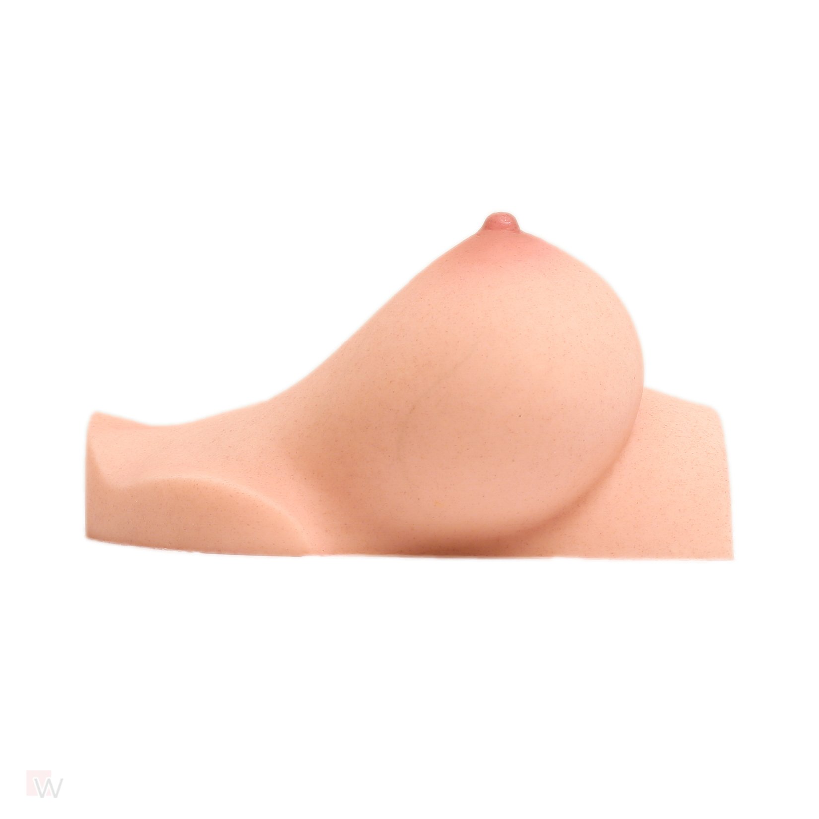 CLM - Torso Brüste B53 – Bild 2